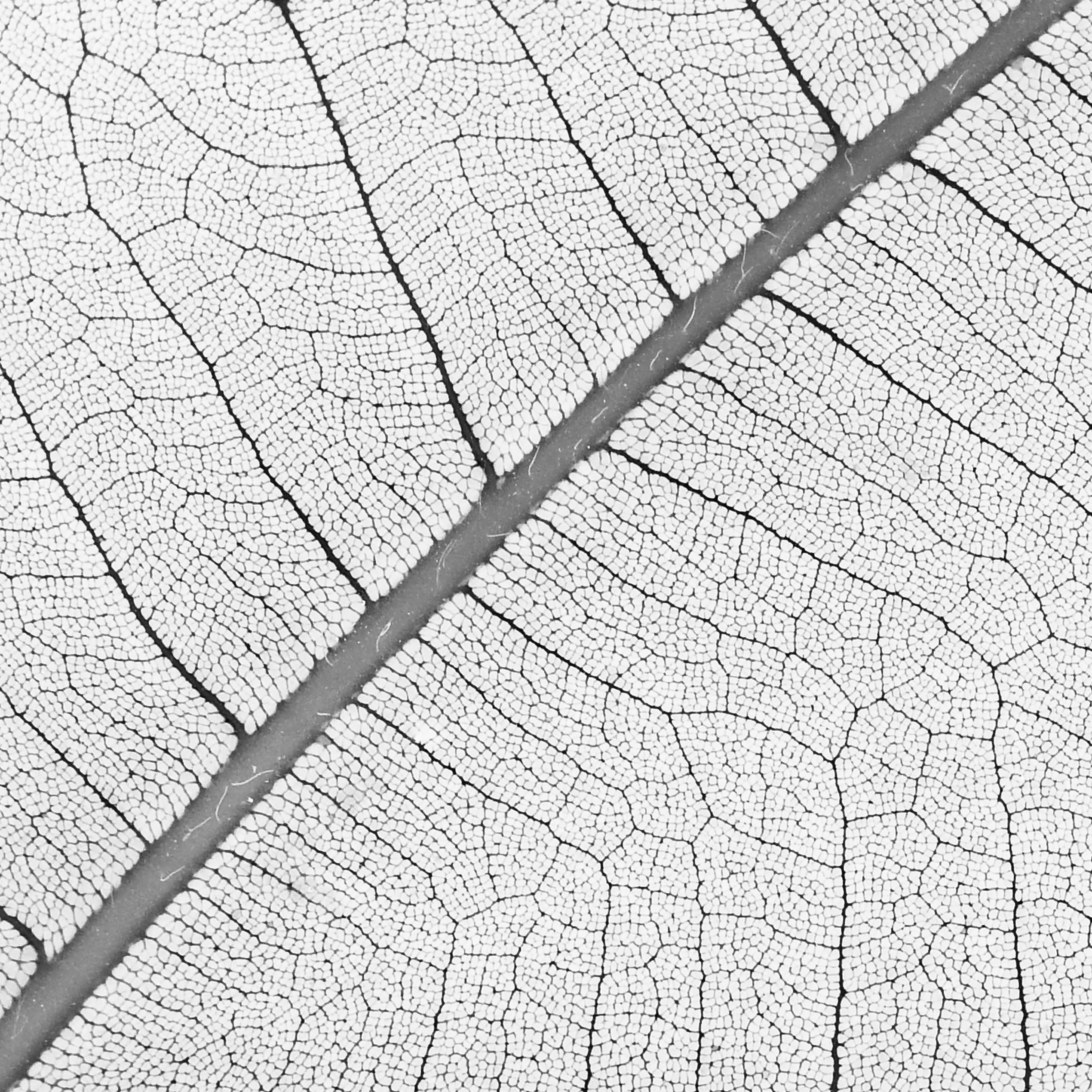 Jardin des plantes de Paris